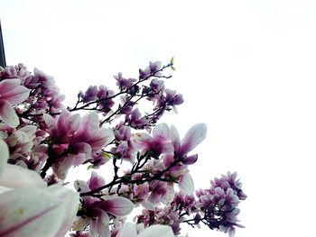Low angle view of apple blossoms in spring against sky