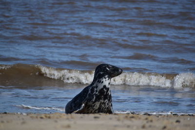 View of dog on beach