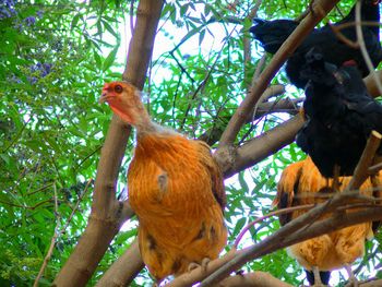 Low angle view of birds on tree trunk