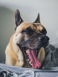 Close-up of dog sticking out tongue