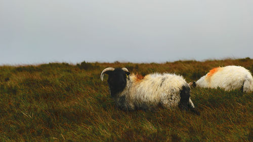 Sheep grazing on field