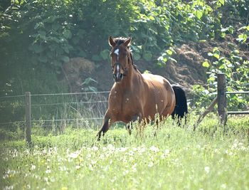 Horse in a field