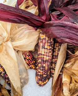 Colorful fall field corn