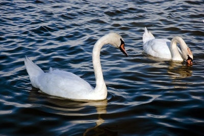 Swans swimming in lake