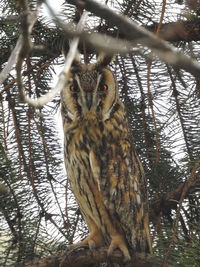 Portrait of owl perching on tree