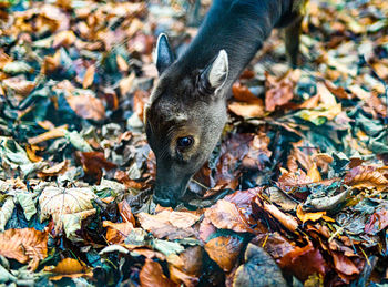 Close-up of deer during autumn