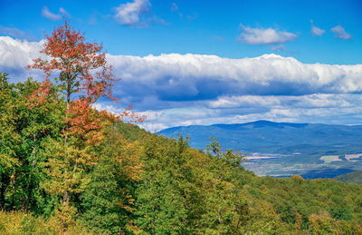 Trees on landscape against sky