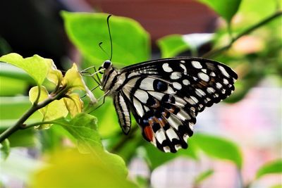 Close-up of butterfly pollinating flower