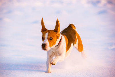 Portrait of a dog on the snow field