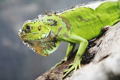 Close-up of frog