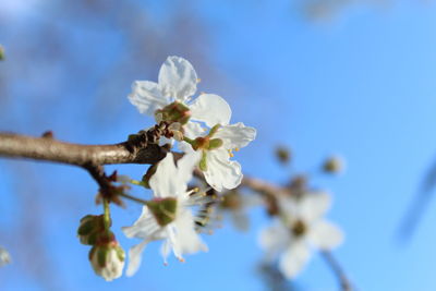 Close-up of cherry blossoms against sky