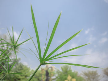 Low angle view of plant growing on field against sky