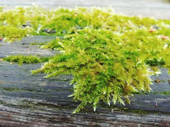 Close-up of moss growing on tree