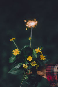 Close-up of yellow flowering plants