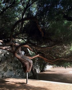 Tree trunk in forest