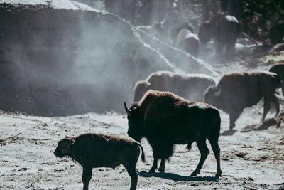 Bison family at yellowstone national park 