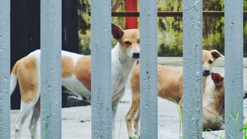 Close-up of dog