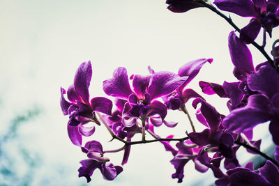 Close-up of purple flowers growing on tree