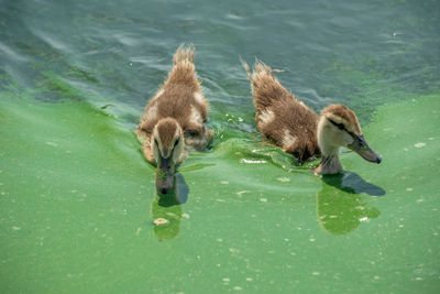 High angle view of mallard duck swimming in lake