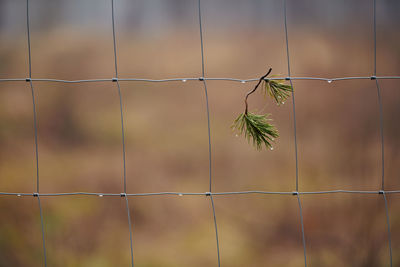 fence