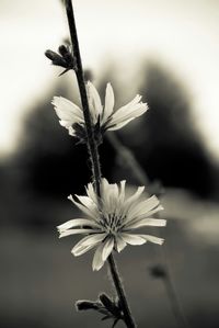 Close-up of flowers blooming outdoors