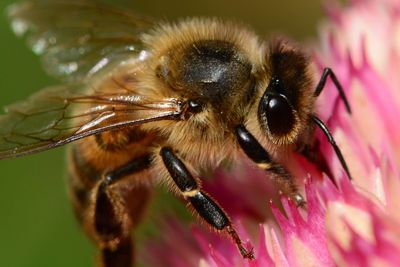 Close-up of bee on flower outdoors