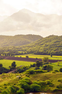 Scenic view of field against sky