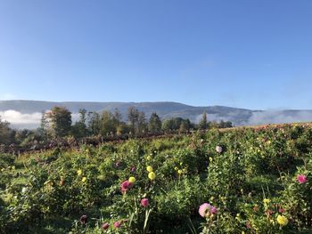 Scenic view of flowering plants on land against sky