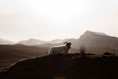 Dog standing on rock against mountain range