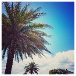 Low angle view of palm trees against blue sky