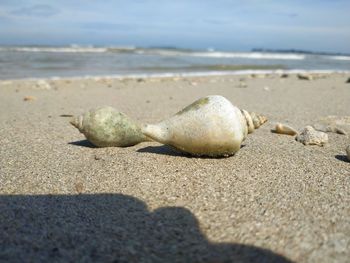 Close-up of shells on beach