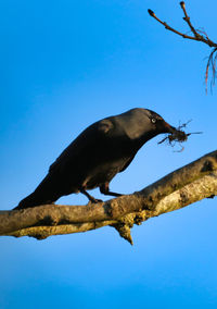 Low angle view of bird perching on branch against blue sky