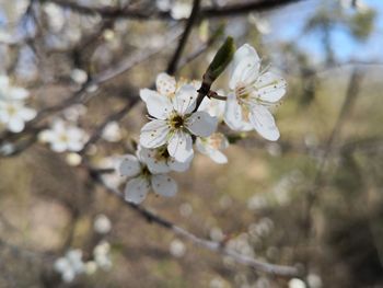 Close-up of cherry blossoms in spring