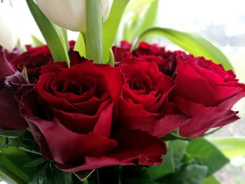 Close-up of red flowers