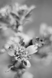 Close-up of flowering plant