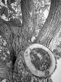 Close-up of tree trunk