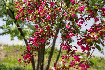 Close-up of red flowering plant