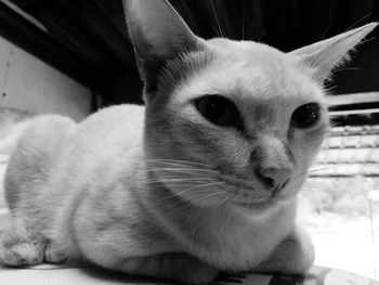 Close-up of cat looking away