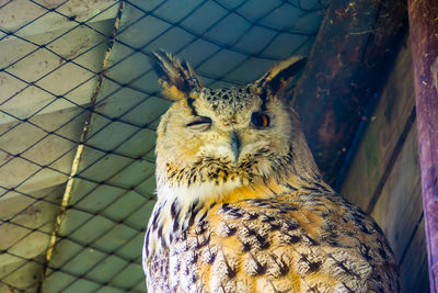 Close-up portrait of owl