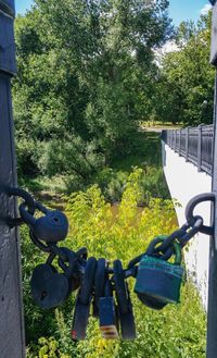 Close-up of metal railing hanging on tree