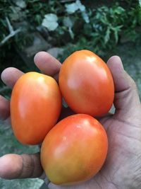 Close-up of hand holding tomatoes