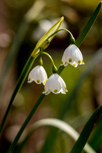 Close-up of white flowering plant