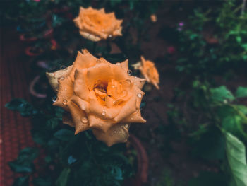 Close-up of rose flower
