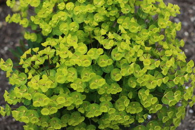 Full frame shot of plants