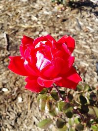 Close-up of pink rose