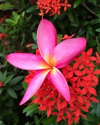 Close-up of pink frangipani blooming outdoors