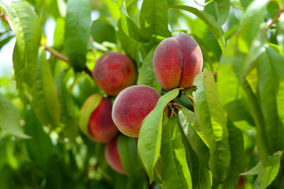 Close-up of fruits on tree