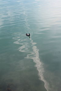 High angle view of duck swimming in lake