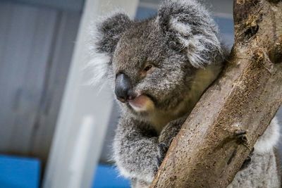 Close-up of an animal in zoo