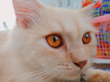 Close-up portrait of cat